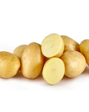 PATATE NL AGRIA 55/65 – 10 kg