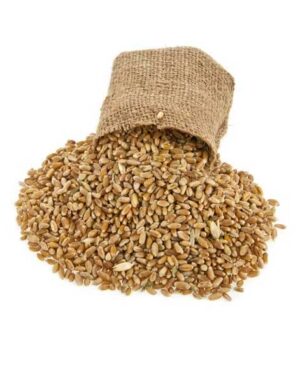 TRITICALE USO ZOOT – rinfusa